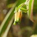 Image of Macleania macrantha Benth.