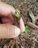 Image of gentian noddingcaps