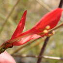 Image of Gladiolus splendens (Sweet) Herb.