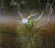 Image of Choctaw spiderlily