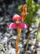 صورة Disa filicornis (L. fil.) Thunb.