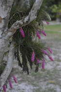 Image of Airplant