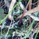 Image of Gladiolus involutus D. Delaroche