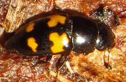 Image of Glischrochilus fasciatus (Olivier 1790)