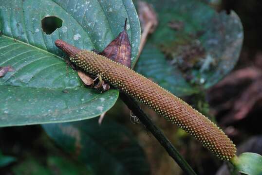 Image of Anthurium ovatifolium Engl.