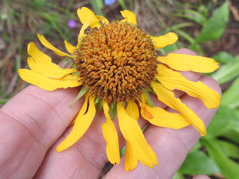 Image of owl's-claws