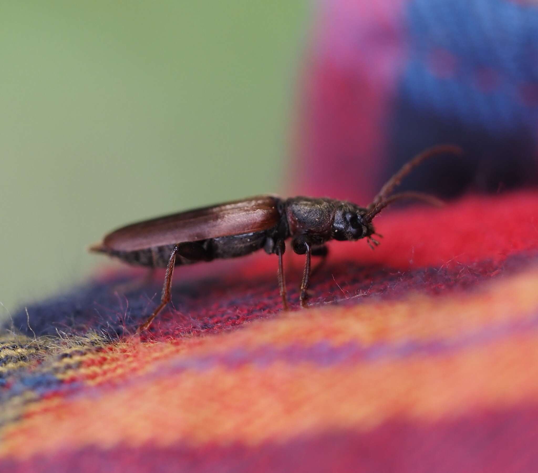 Image of Brown spruce longhorn beetle