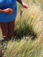 Image of Kniphofia stricta Codd