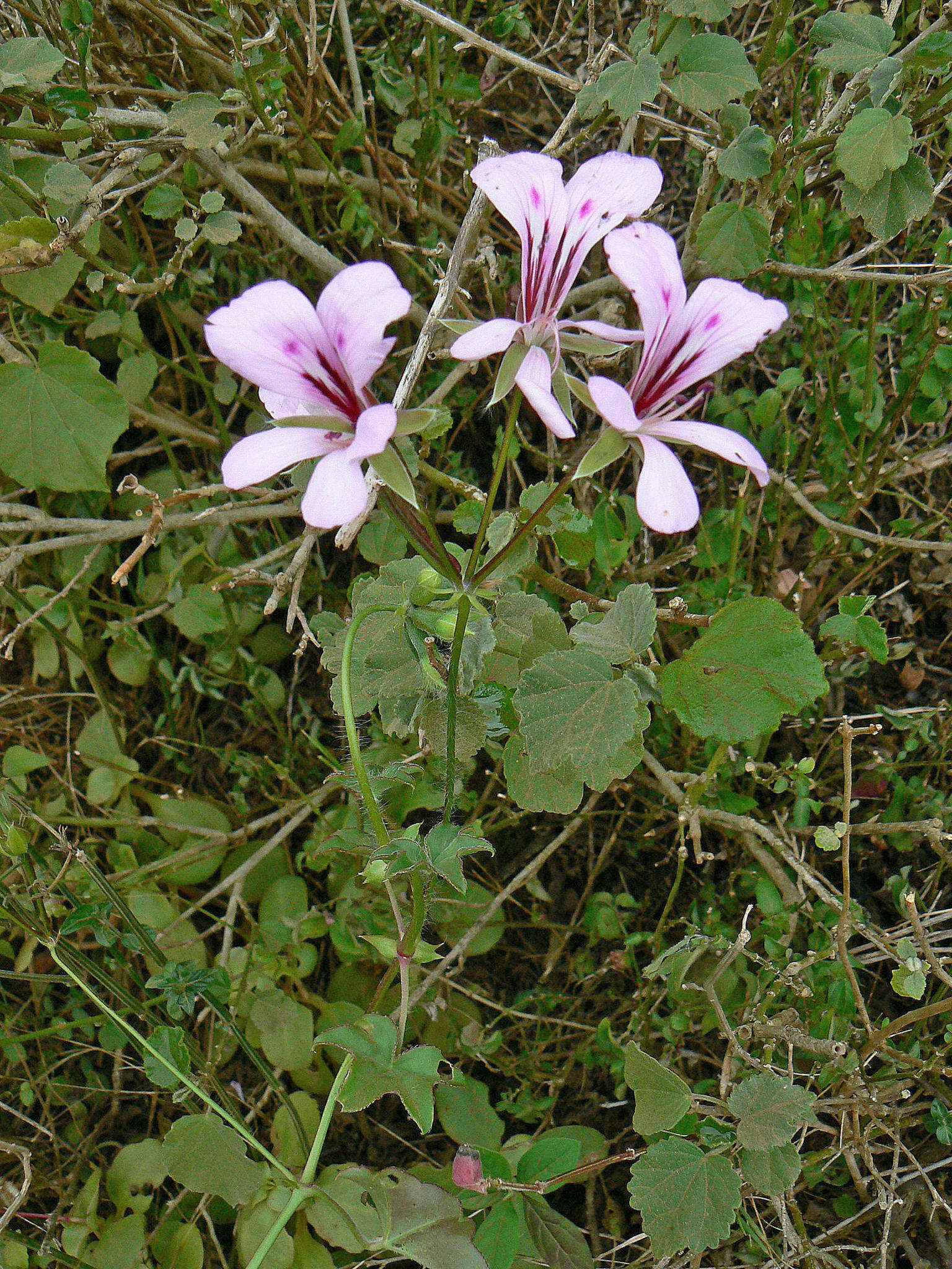 Image of Peltated Geranium