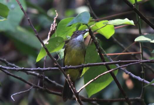 Image of Brown-cheeked Bulbul