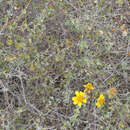 Image of Bahiopsis chenopodina (Greene) E. E. Schill. & Panero