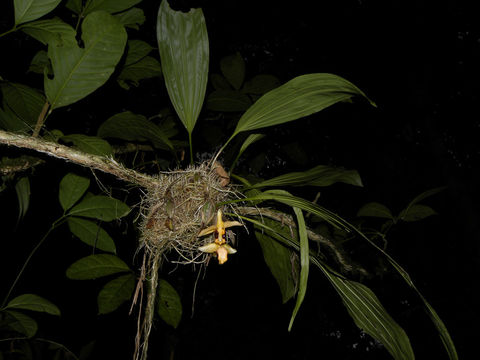 Image of <i>Stanhopea cirrhata</i> Lindl.