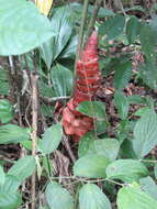 Image of Costus erythrocoryne K. Schum.