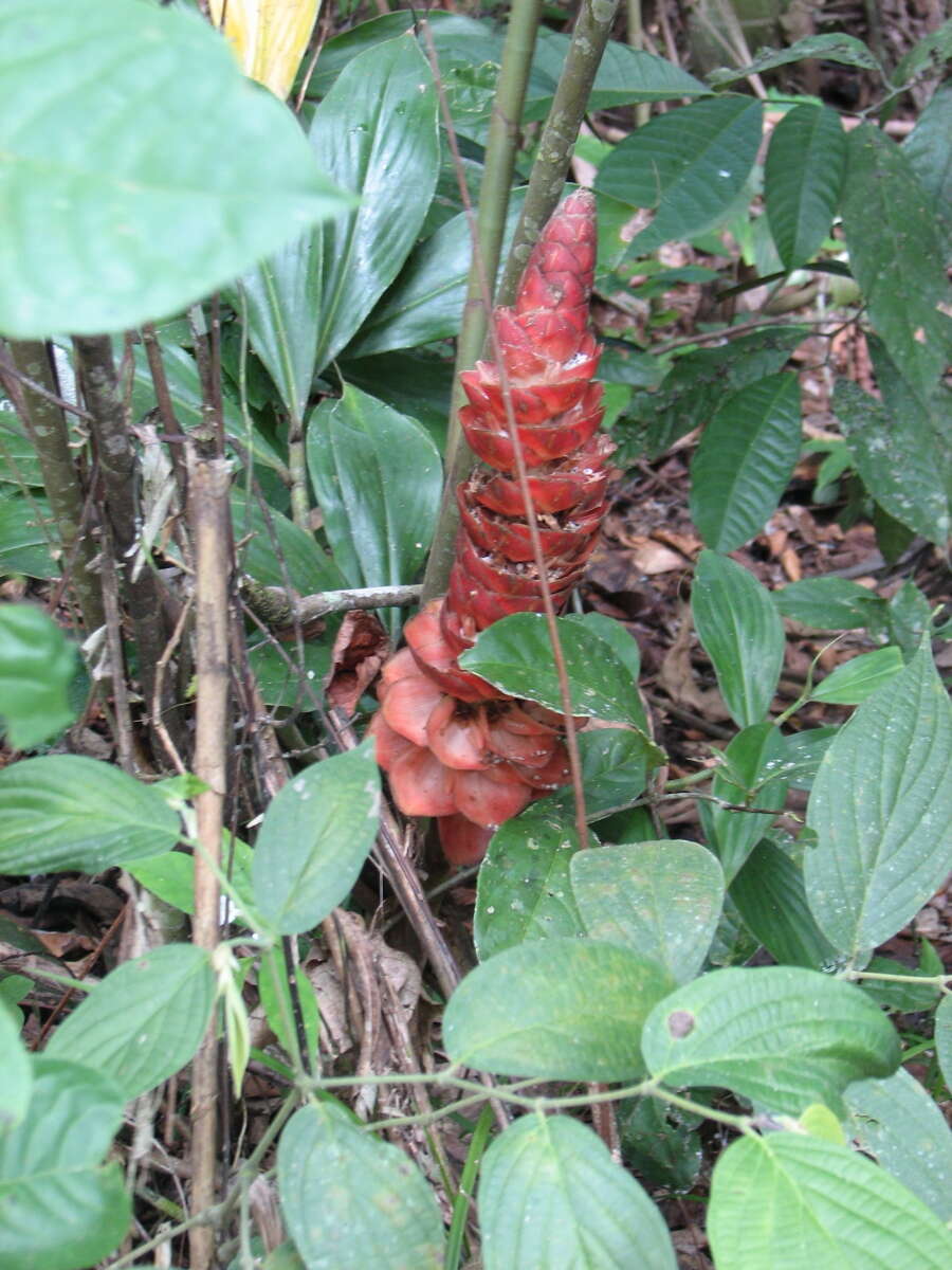 Image of Costus erythrocoryne K. Schum.