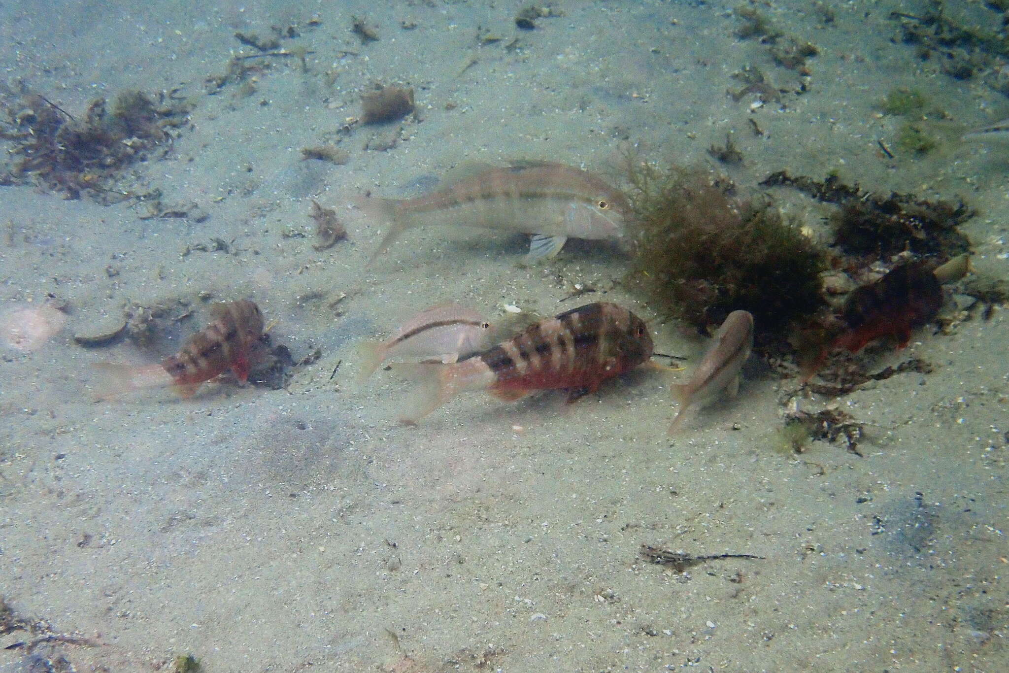 Image of Black-striped goatfish