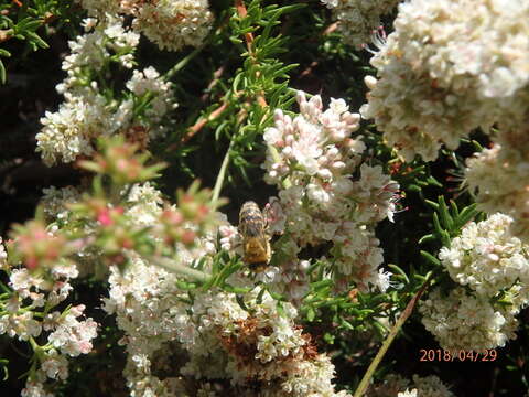 Image of Colletes slevini Cockerell 1925