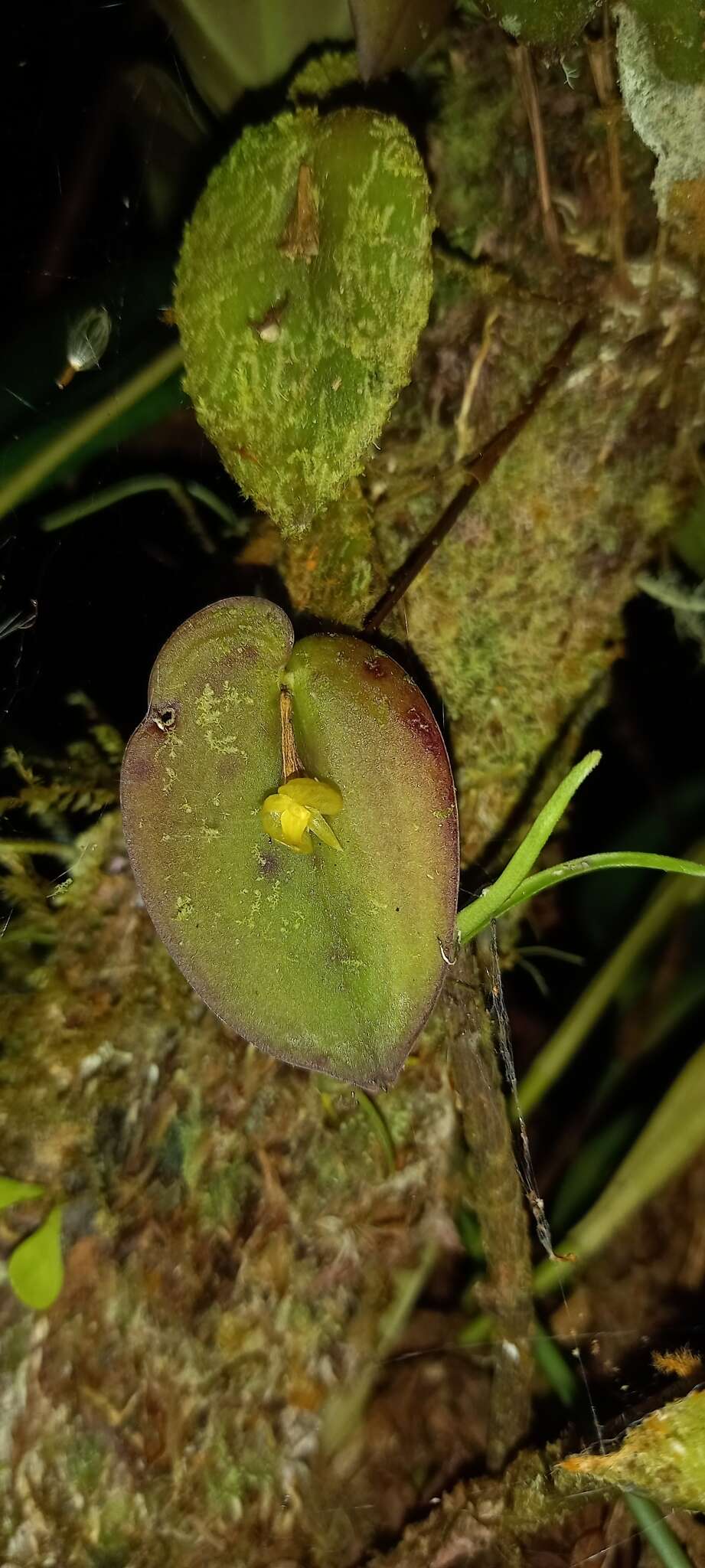 Image of Pleurothallis sphaerantha Luer