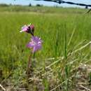 Image of prairie woodland-star