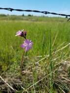 Image of prairie woodland-star