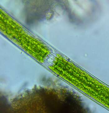 Closterium angustatum Kützing ex Ralfs 1848 resmi