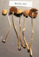 Conocybe siennophylla (Berk. & Broome) Singer ex Chiari & Papetti 2016 resmi