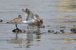 Image of Nordmann's Greenshank