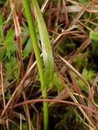 Image of broad-leaved cottongrass