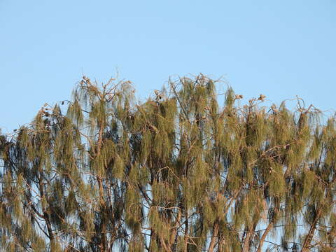 Image of Desert oak