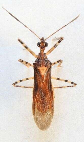 صورة Castolus ferox (Banks 1910)