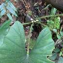 Image of Alocasia scabriuscula N. E. Br.