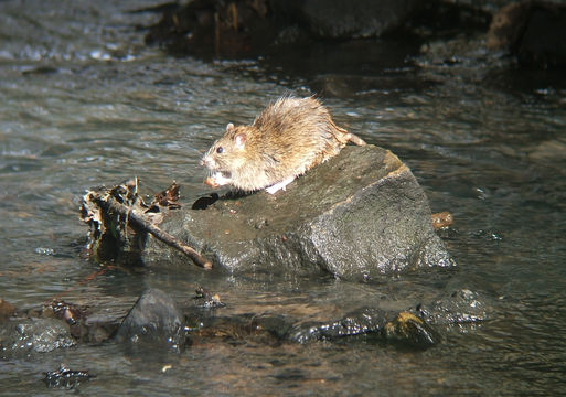 Image of <i>Rattus norvegicus</i> (Berkenhout 1769)