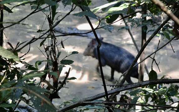 Image of white-lipped peccary