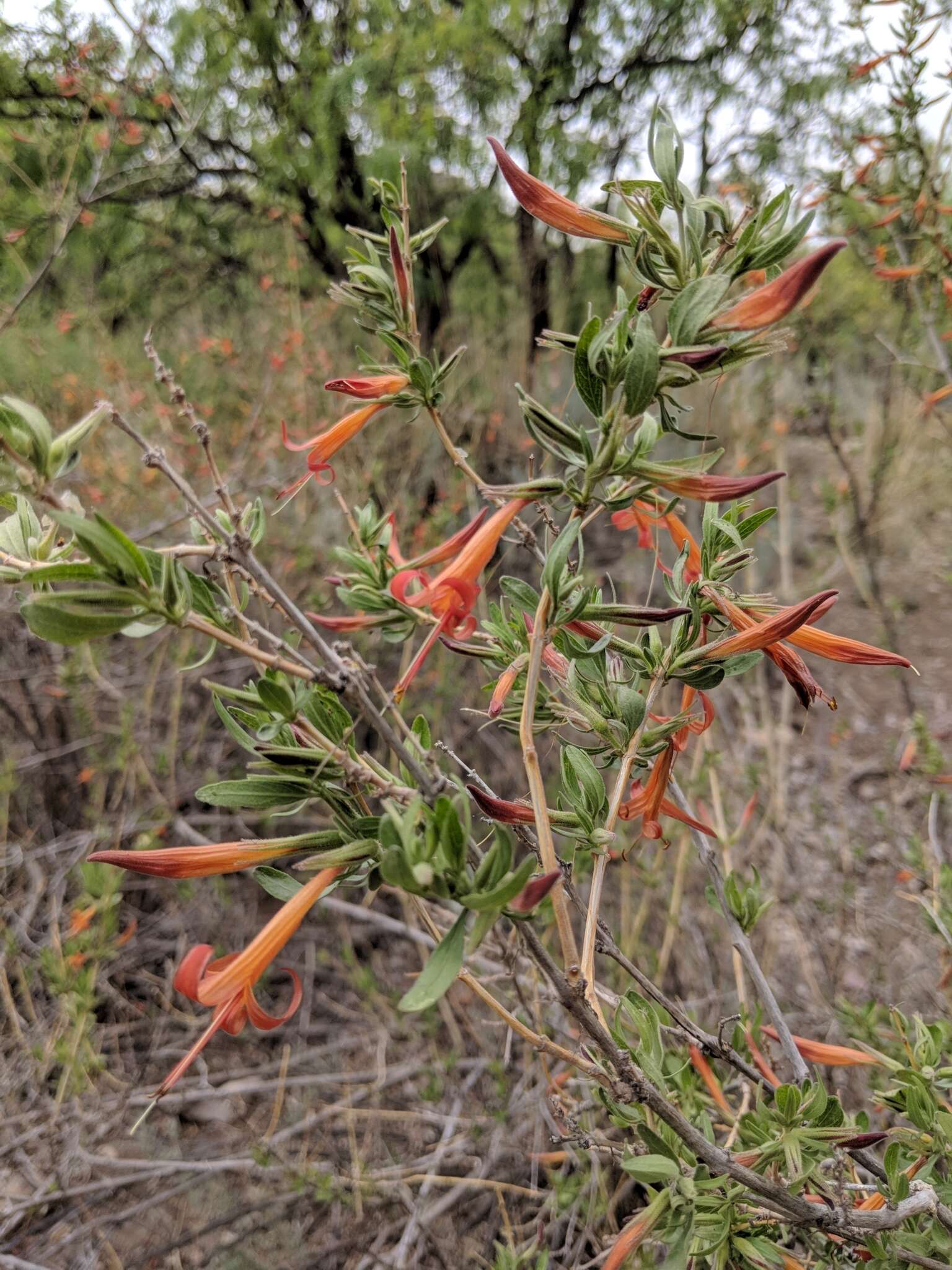 Image of Thurber's desert honeysuckle