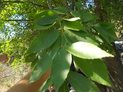 Слика од Fraxinus uhdei (Wenz.) Lingelsh.