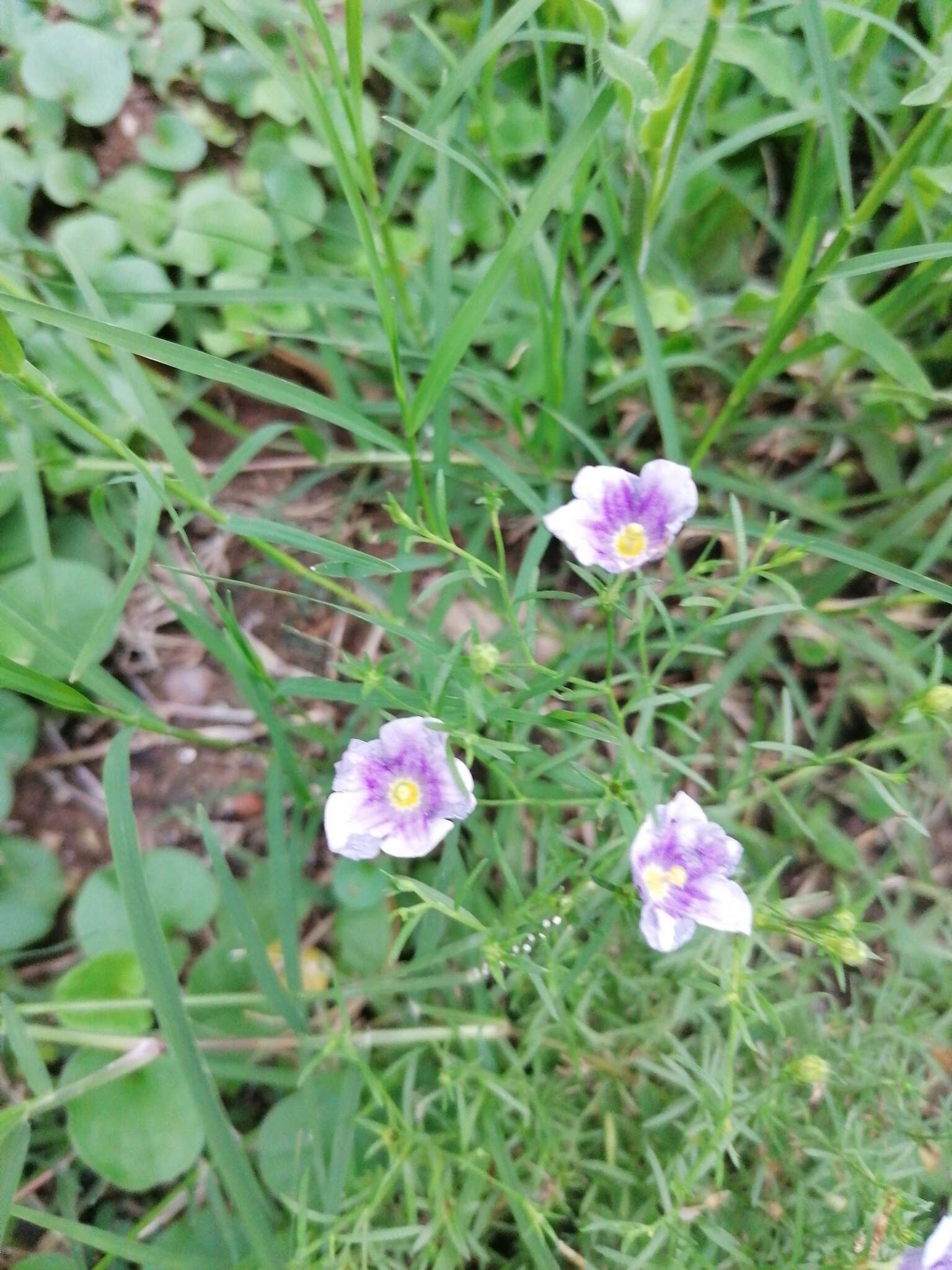 Image of Blue cup flower