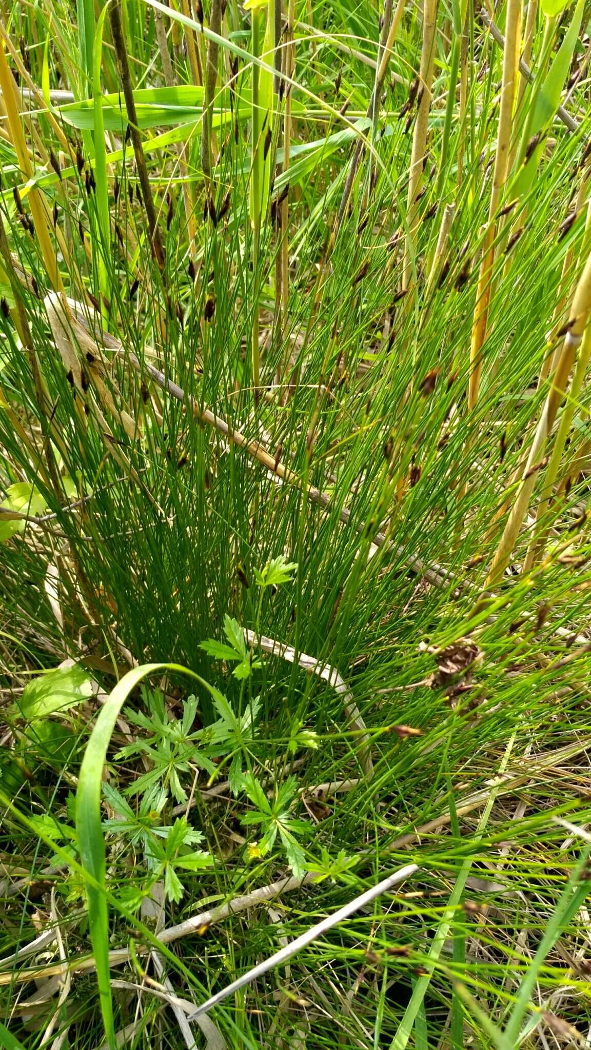 Imagem de Schoenus ferrugineus L.