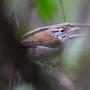 Image of Niceforo's Wren