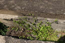 Image de <i>Stellaria ruderalis</i>