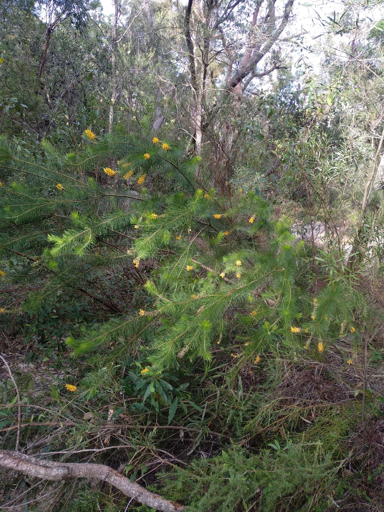 Image of Persoonia pinifolia R. Br.