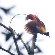 Image of Red Bird-of-Paradise