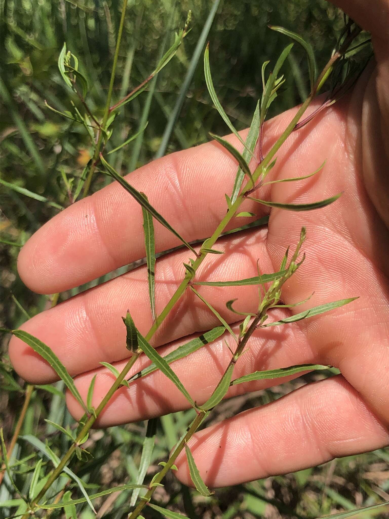 Oenothera filipes (Spach) W. L. Wagner & Hoch resmi