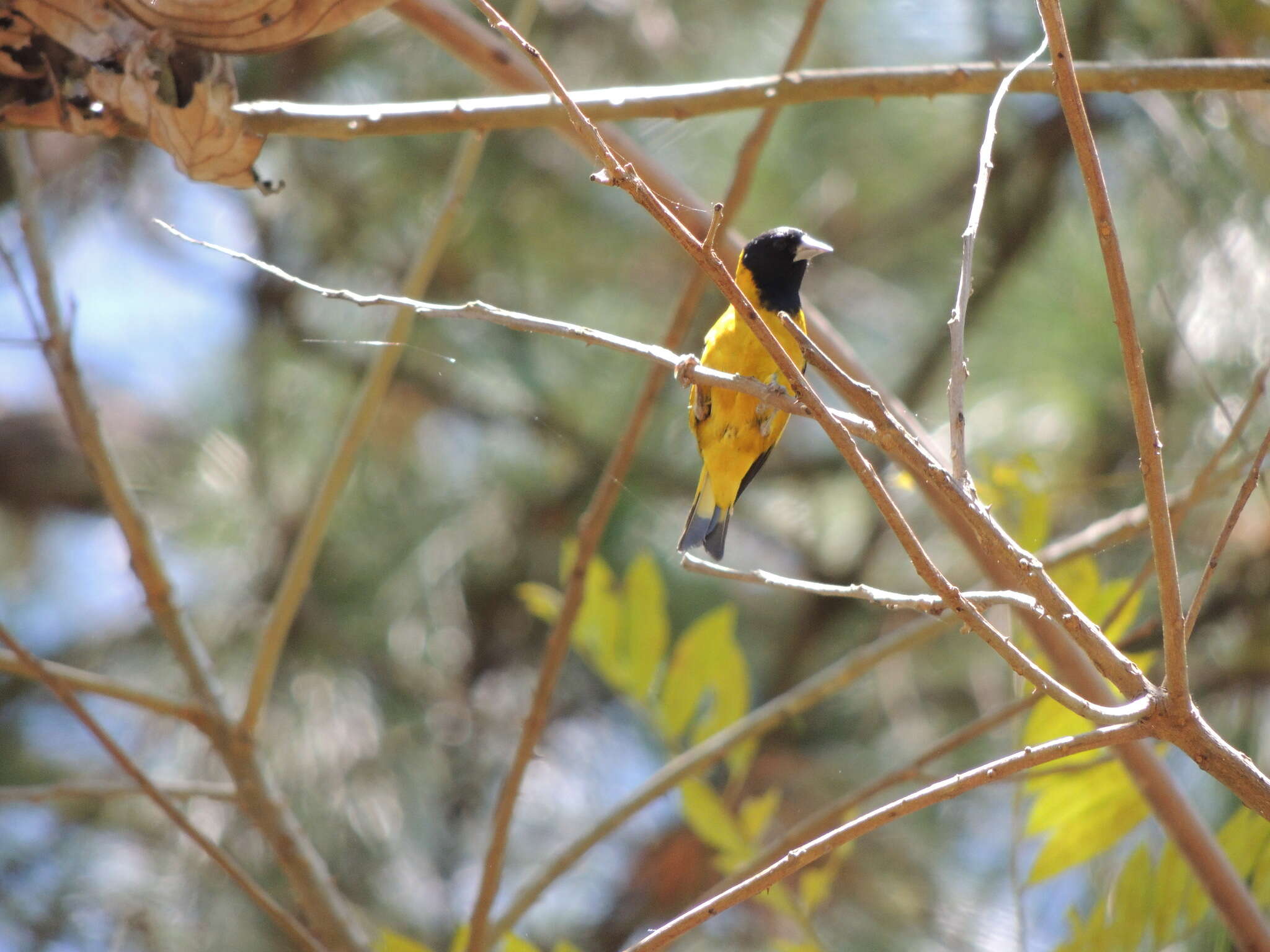 Image of Black-headed Siskin