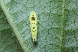 Plancia ëd Limassolla (Limassolla) multipunctata (Matsumura 1920)