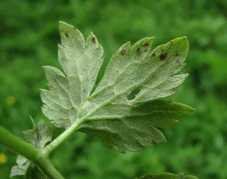 Peronospora ranunculi resmi