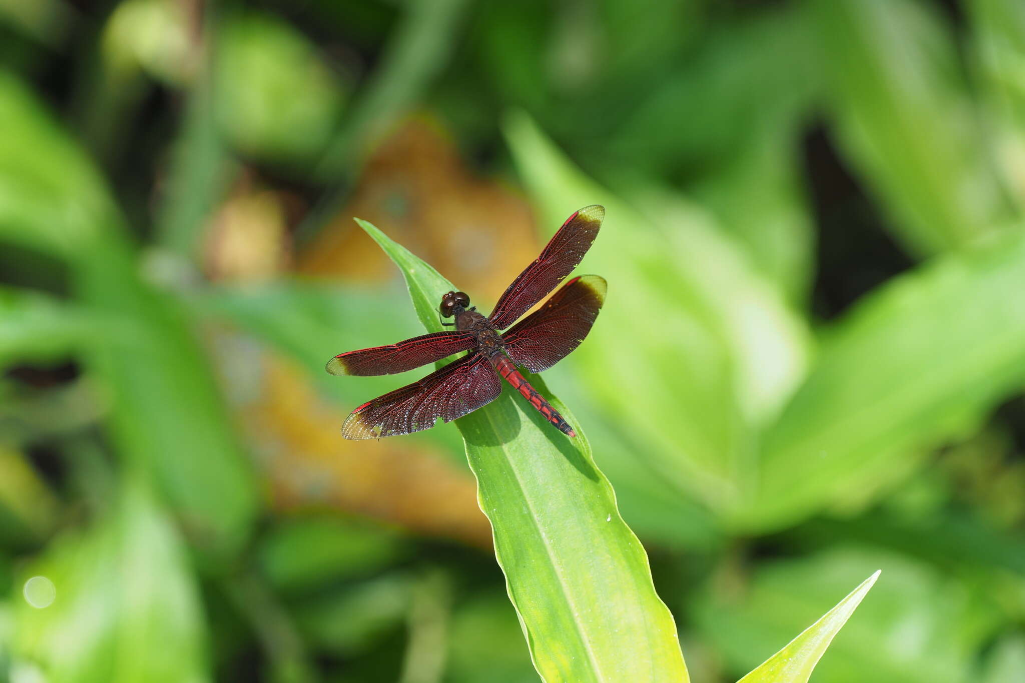 Image of Neurothemis taiwanensis Seehausen & Dow 2016