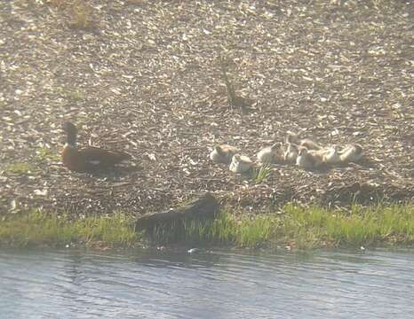 Image of Australian Shelduck