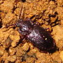 Image of <i>Anaedus mroczkowskii</i>