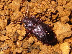 Image of <i>Anaedus mroczkowskii</i>