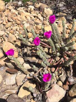 Image of Portulaca giuliettiae T. Vieira & A. A. Coelho