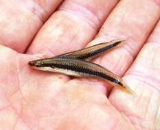 Image of Blackstripe Topminnow